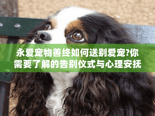 永爱宠物善终如何送别爱宠?你需要了解的告别仪式与心理安抚指南