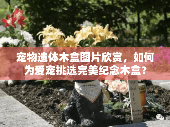 宠物遗体木盒图片欣赏，如何为爱宠挑选完美纪念木盒？