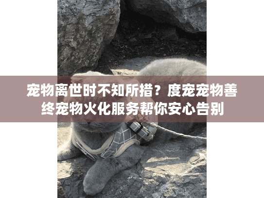 宠物离世时不知所措？度宠宠物善终宠物火化服务帮你安心告别