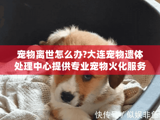 宠物离世怎么办?大连宠物遗体处理中心提供专业宠物火化服务