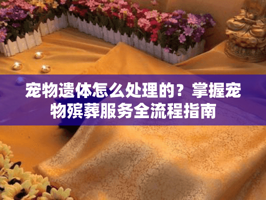 宠物遗体怎么处理的？掌握宠物殡葬服务全流程指南