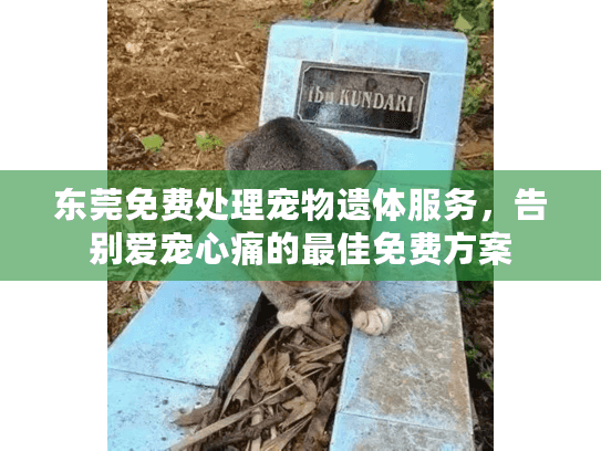 东莞免费处理宠物遗体服务，告别爱宠心痛的最佳免费方案