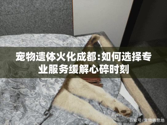 宠物遗体火化成都:如何选择专业服务缓解心碎时刻