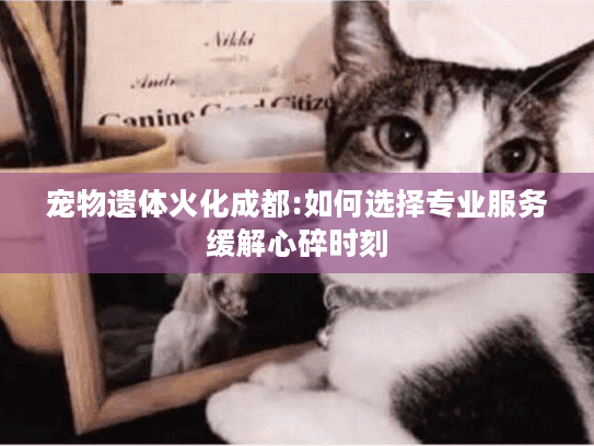 宠物遗体火化成都:如何选择专业服务缓解心碎时刻