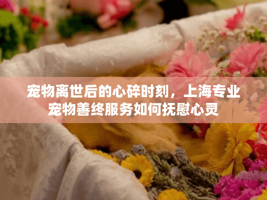 宠物离世后的心碎时刻，上海专业宠物善终服务如何抚慰心灵