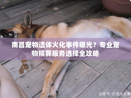 南昌宠物遗体火化事件曝光？专业宠物殡葬服务选择全攻略