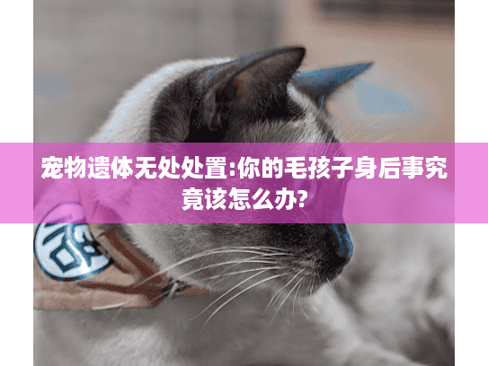 宠物遗体无处处置:你的毛孩子身后事究竟该怎么办?