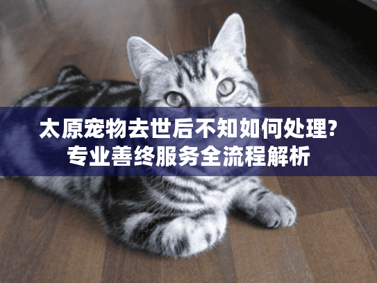 太原宠物去世后不知如何处理?专业善终服务全流程解析