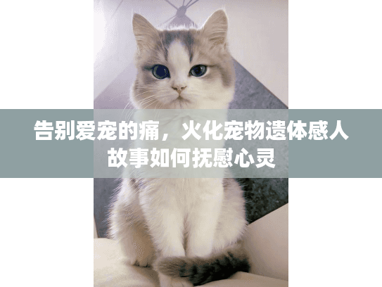 告别爱宠的痛，火化宠物遗体感人故事如何抚慰心灵