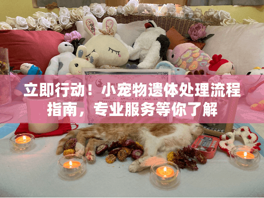 立即行动！小宠物遗体处理流程指南，专业服务等你了解