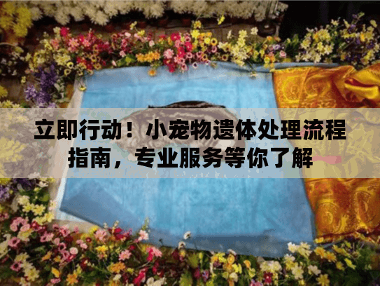立即行动！小宠物遗体处理流程指南，专业服务等你了解