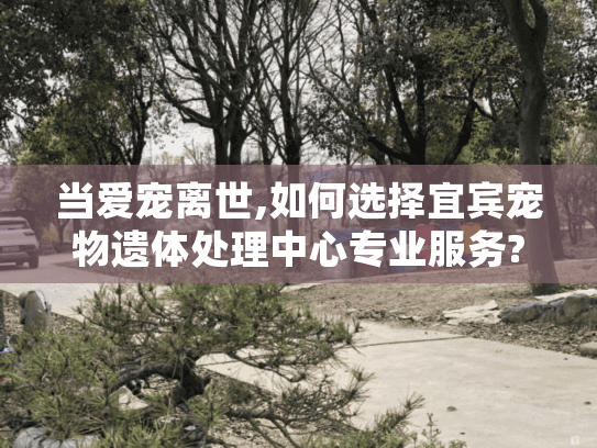 当爱宠离世,如何选择宜宾宠物遗体处理中心专业服务?