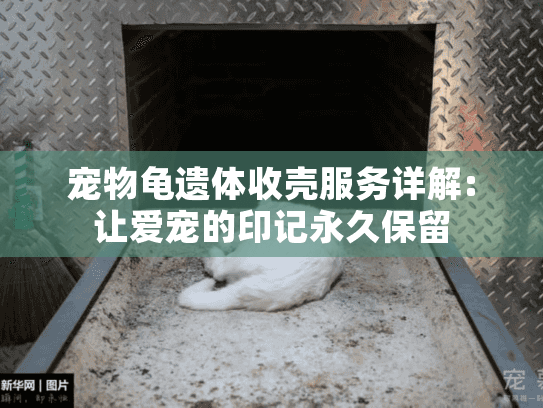 宠物龟遗体收壳服务详解:让爱宠的印记永久保留