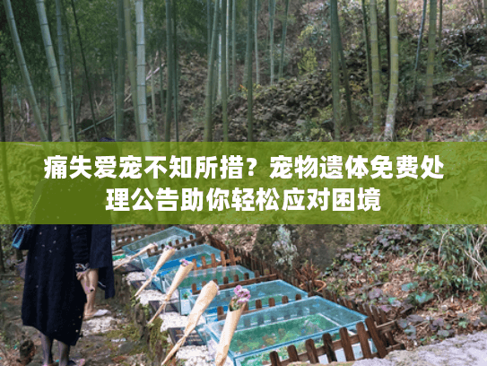 痛失爱宠不知所措？宠物遗体免费处理公告助你轻松应对困境