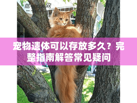 宠物遗体可以存放多久？完整指南解答常见疑问