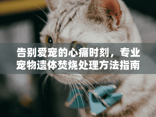 告别爱宠的心痛时刻，专业宠物遗体焚烧处理方法指南