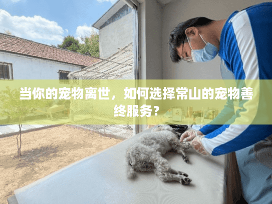 当你的宠物离世，如何选择常山的宠物善终服务？