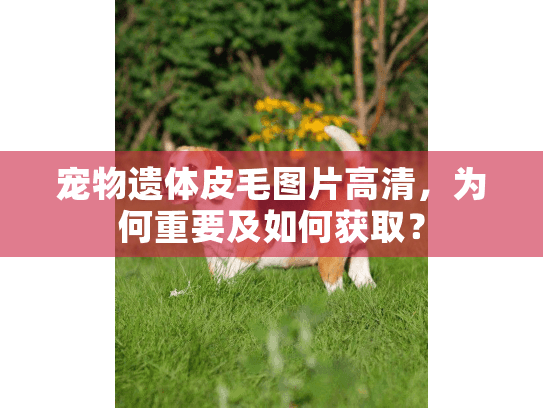宠物遗体皮毛图片高清，为何重要及如何获取？