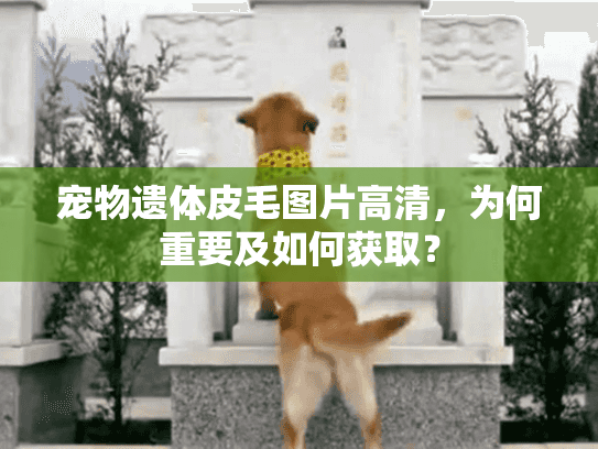 宠物遗体皮毛图片高清，为何重要及如何获取？