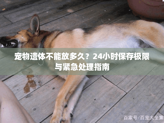 宠物遗体不能放多久？24小时保存极限与紧急处理指南