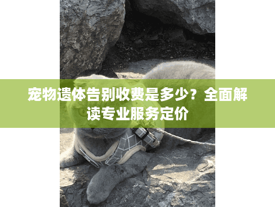 宠物遗体告别收费是多少？全面解读专业服务定价