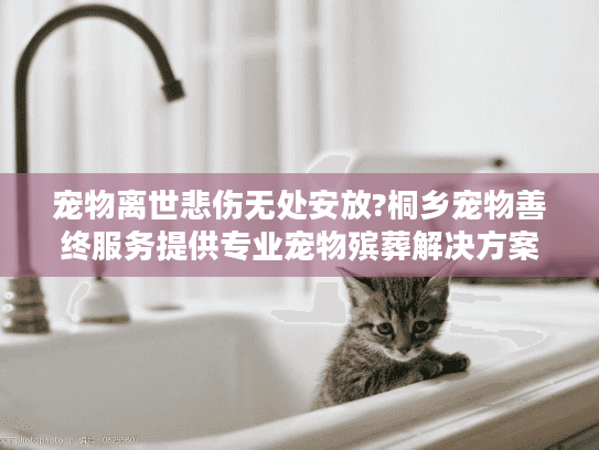 宠物离世悲伤无处安放?桐乡宠物善终服务提供专业宠物殡葬解决方案