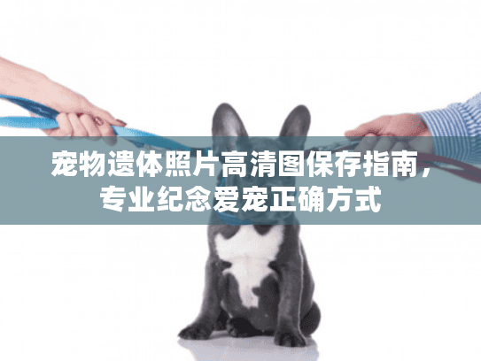 宠物遗体照片高清图保存指南，专业纪念爱宠正确方式