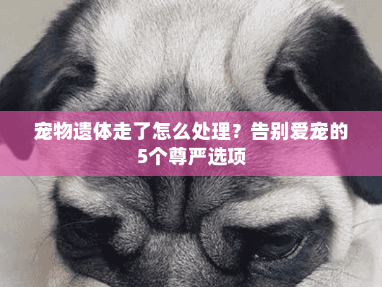宠物遗体走了怎么处理？告别爱宠的5个尊严选项