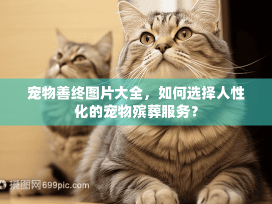 宠物善终图片大全，如何选择人性化的宠物殡葬服务？