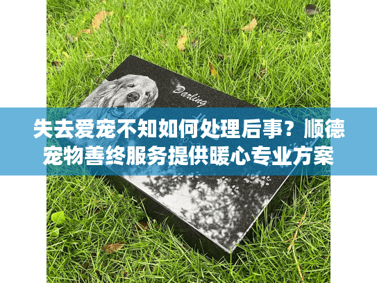 失去爱宠不知如何处理后事？顺德宠物善终服务提供暖心专业方案