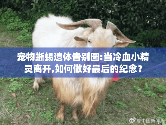宠物蜥蜴遗体告别图:当冷血小精灵离开,如何做好最后的纪念？