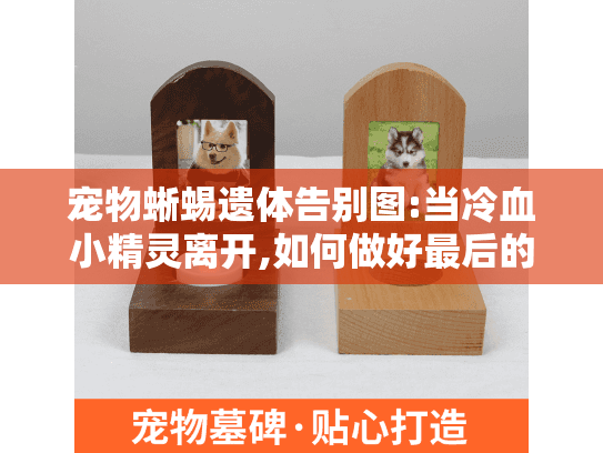 宠物蜥蜴遗体告别图:当冷血小精灵离开,如何做好最后的纪念？