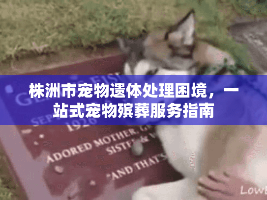 株洲市宠物遗体处理困境，一站式宠物殡葬服务指南