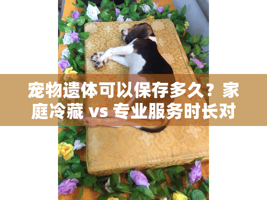 宠物遗体可以保存多久？家庭冷藏 vs 专业服务时长对比