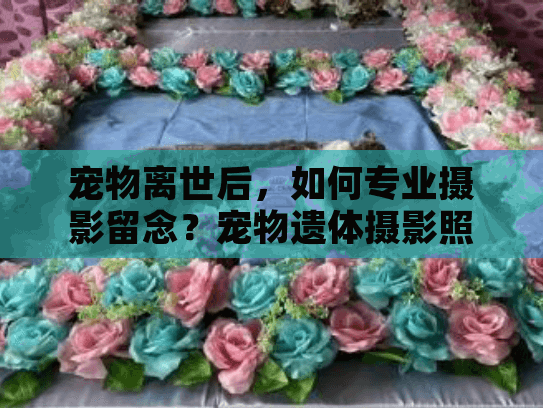 宠物离世后，如何专业摄影留念？宠物遗体摄影照片大全解答你的困惑