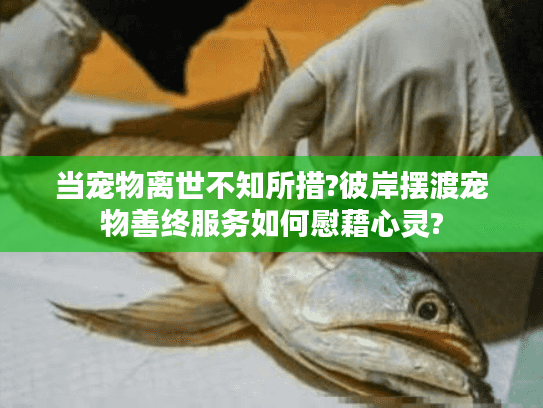 当宠物离世不知所措?彼岸摆渡宠物善终服务如何慰藉心灵?