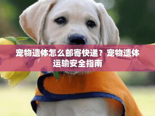 宠物遗体怎么邮寄快递？宠物遗体运输安全指南