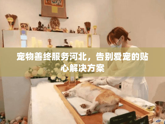 宠物善终服务河北，告别爱宠的贴心解决方案