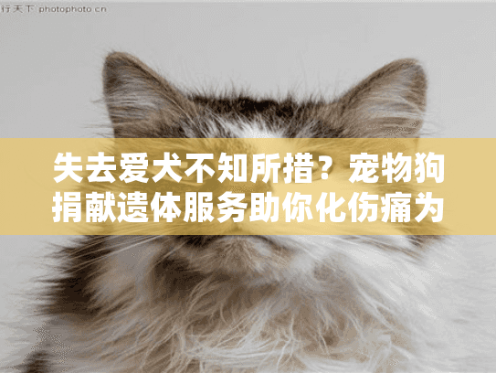 失去爱犬不知所措？宠物狗捐献遗体服务助你化伤痛为意义