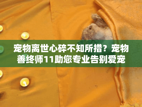 宠物离世心碎不知所措？宠物善终师11助您专业告别爱宠