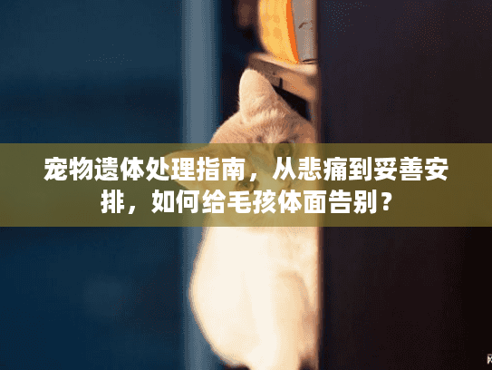 宠物遗体处理指南，从悲痛到妥善安排，如何给毛孩体面告别？