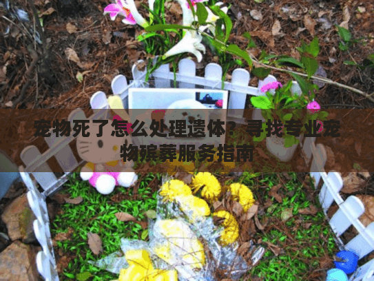 宠物死了怎么处理遗体？寻找专业宠物殡葬服务指南
