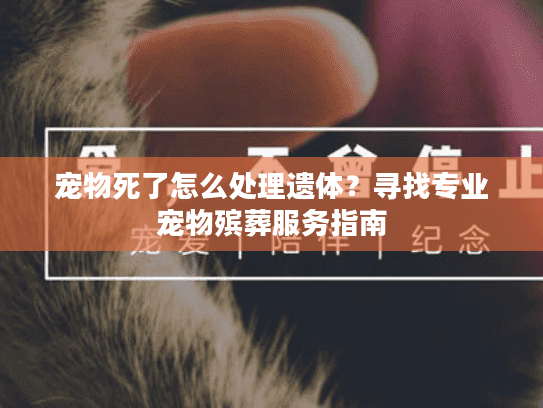 宠物死了怎么处理遗体？寻找专业宠物殡葬服务指南