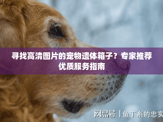 寻找高清图片的宠物遗体箱子？专家推荐优质服务指南