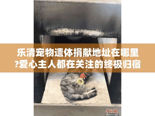 乐清宠物遗体捐献地址在哪里?爱心主人都在关注的终极归宿指南