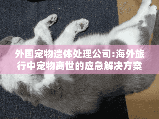 外国宠物遗体处理公司:海外旅行中宠物离世的应急解决方案