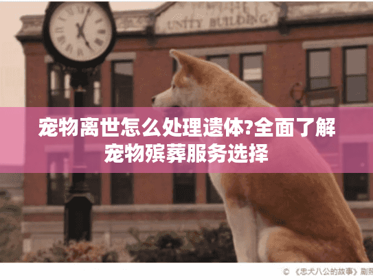 宠物离世怎么处理遗体?全面了解宠物殡葬服务选择