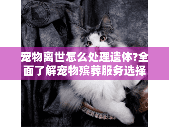 宠物离世怎么处理遗体?全面了解宠物殡葬服务选择