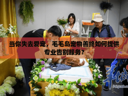 当你失去爱宠，毛毛岛宠物善终如何提供专业告别服务？