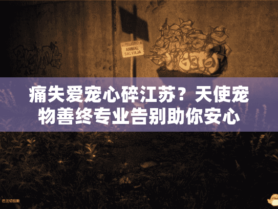 痛失爱宠心碎江苏？天使宠物善终专业告别助你安心